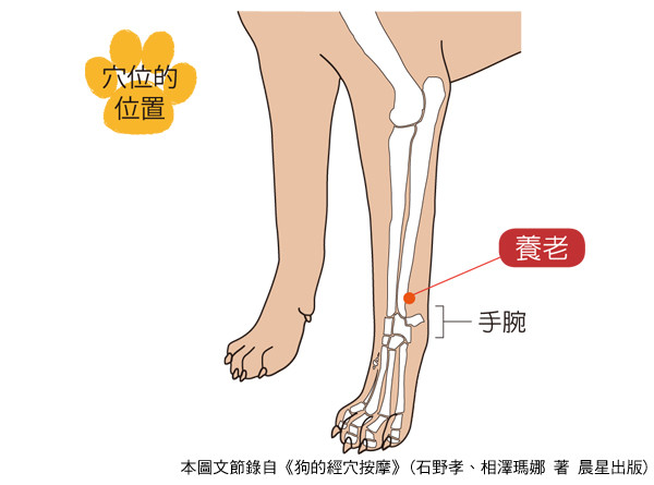 改善狗狗皮肤搔痒过敏 按摩「血海穴」协助缓