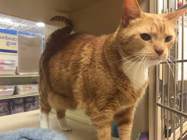 进宠物店买猫粮 意外在「领养橱窗」捡回一只
