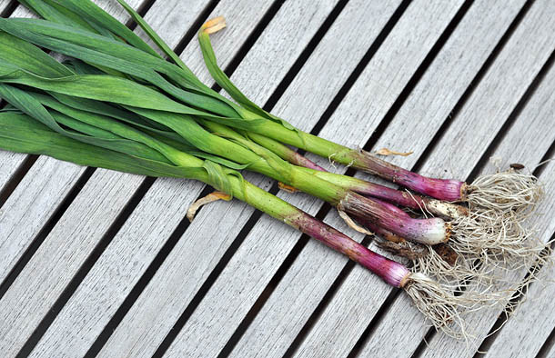 我只有现在啊!6月就该狂吃这些蔬果 | 键盘大柠