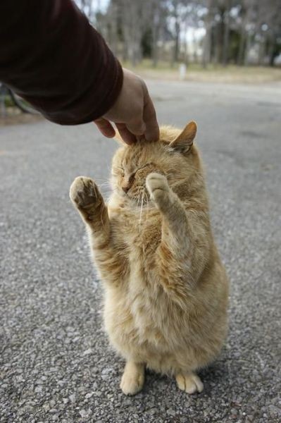 神秘小道具.让喵星人站起来啦! | 影藏的故事 | 键