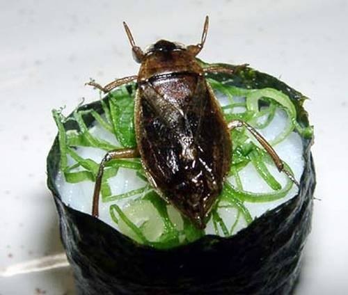 泰国虫虫寿司全餐 蟑螂军舰上桌你还有胃口? 