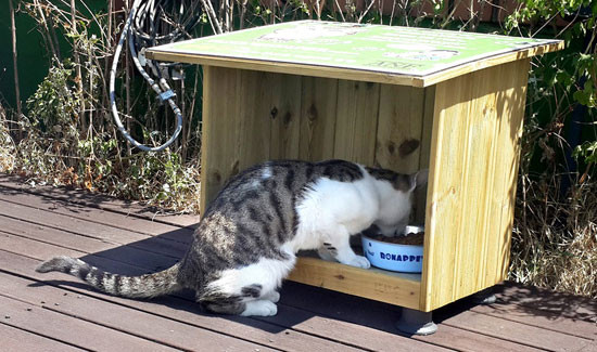 韩国漫画家出点子!「街猫喂食小站」实施2年扩