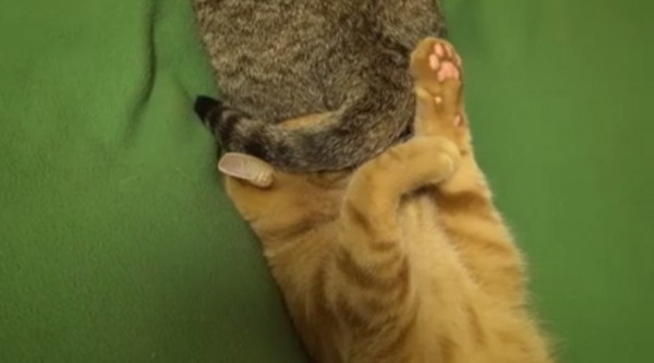 啊!誰把燈關了?(圖/翻攝自Meow Aum粉絲專頁) 生活中心/綜合報導 國外有兩隻貓咪躺在一起休息,其中橘貓的頭剛好在同伴的屁股邊,每當牠快要睡著的時候,就會被突如其來的尾巴給「洗臉」,在牠臉上掃來掃去。不過,這隻橘貓的脾氣真的很好,大部分都默默承受,偶爾咬一下那條討厭的尾巴。網友也笑說,都已經「洗」成這樣還沒打架,真的是奇蹟啊! 橘貓慵懶地躺在同伴的屁股邊,準備要好好睡個午覺,殊不知有條尾巴一直在牠臉上掃過來掃過去,好像在跟他挑釁說「來打我啊」!不過橘貓不知道是脾氣太好,還是根本還沒回神,這樣子不
