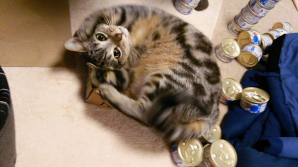 圣诞老公公送好多罐罐!萌猫藏不住喜悦 抱头翻