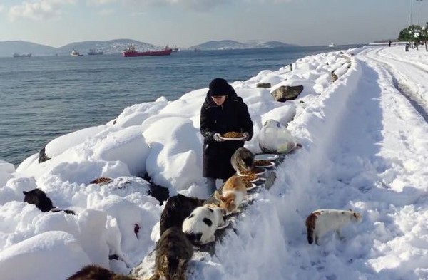 土耳其女子扛著大包饲料 大雪中喂养上百只流