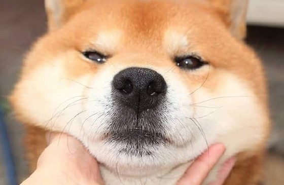 被主人玩弄也笑呵呵!眯眯眼胖柴的卖萌日记