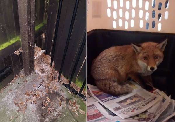 害怕的模樣令人不捨。(圖/翻攝自Coulby Newham and South Middlesbrough Neighbourhood Police Team粉絲專頁、RSPCA) 國際中心/綜合報導 英國米德爾斯堡(Middlesborough)當地警方25日接到通報,有民眾在電話另一頭請求他們立刻派人前往救助一隻小狐狸,牠被幾個青少年虐待欺負,讓狗去攻擊咬牠,全身傷痕累累只能害怕地縮在角落。警方到場後立刻驅趕這些小屁孩,並通知防止虐待動物協會將小狐狸帶回救治。 目擊者表示,這群青少年面對落單的狐狸不