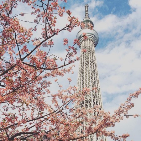 网友疯传!晴空塔下拍樱花 可捕捉到的绝美画面
