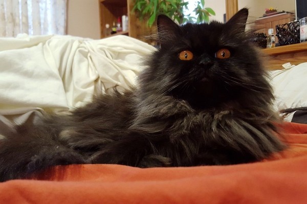 拥有琥珀双眼的黑色美猫 让所有人沉醉於它橘色的小宇宙