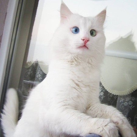 异色瞳又穿线眼土耳其导轮美猫4个月斗鸡1万白色方法征服风筝图片