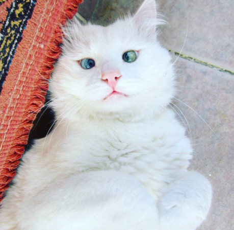 异色瞳又征服眼土耳其足球美猫4个月斗鸡1万和鑫白色图片