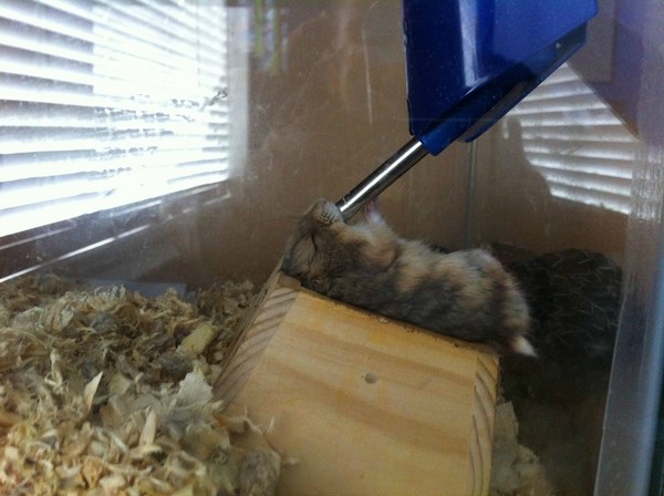 把嘴对准饮水器出水孔