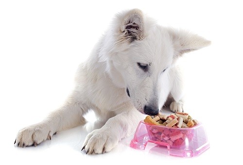 狗狗「能吃vs.母汤」吃啥？1张秒懂！　原来葡萄（grape）也不能喂