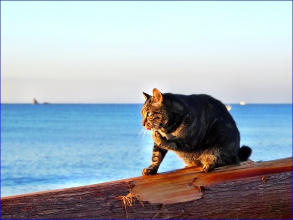 (图/海猫伝说)