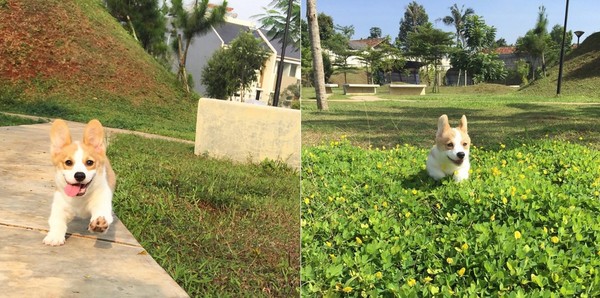 柯基耿直的笑容表情包