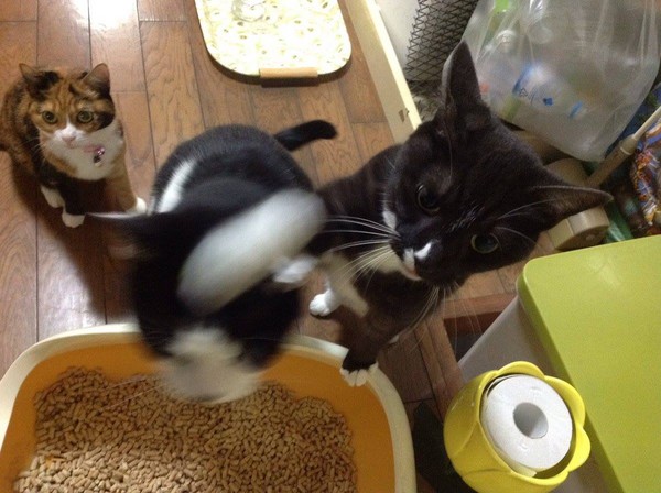 日本宾士猫饭前习惯超狂 爆打同伴下巴:就说我