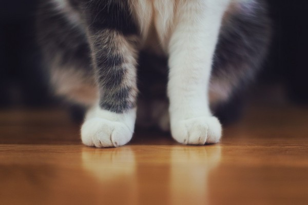 ▲貓咪,喵星人,腳掌,肉墊。（圖／取自Pixabay）