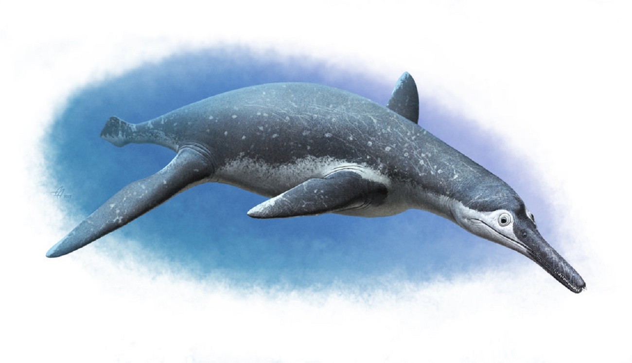 2亿年前的凶猛鱼龙 俄专家:外表似「海豚 鳄鱼」