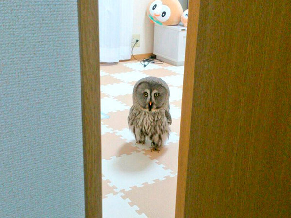 猫头鹰紧盯门外马麻…脱逃行动准备开始