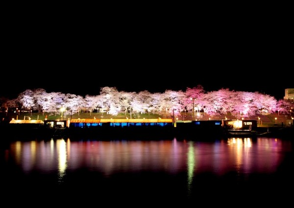 日本宫城樱花.(图/tripbaa趣吧!达人带路)