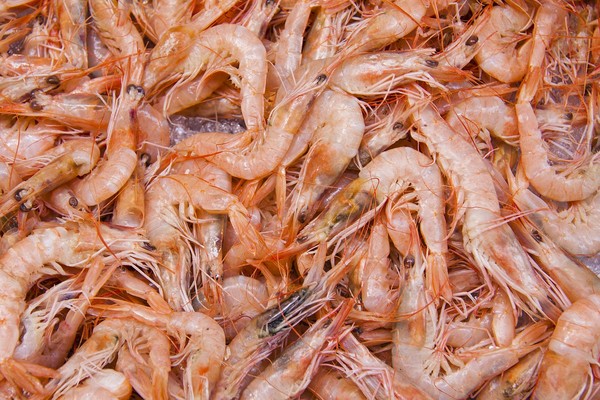 ▲蝦子,蝦米,釣蝦。（圖／翻攝自pixabay）