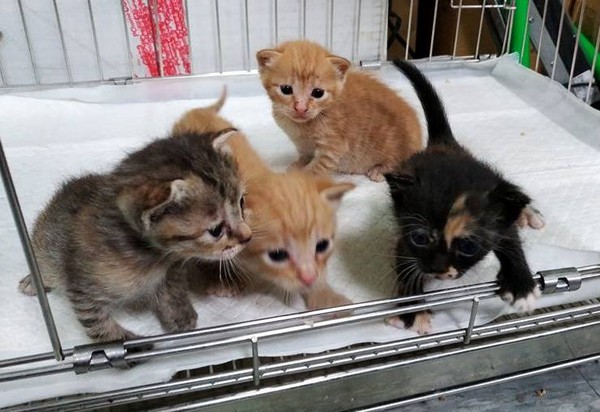 捡到幼猫喂「牛奶」狂拉! 没过敏、乳糖不耐才