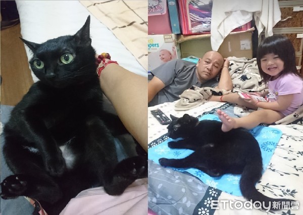 黑猫跳爸爸肩上舔头顶!被问「好了吗」竟撒娇回:还没好