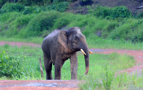 全世界最小大象「侏儒象」与云豹 马来西亚塔宾保护区看得到