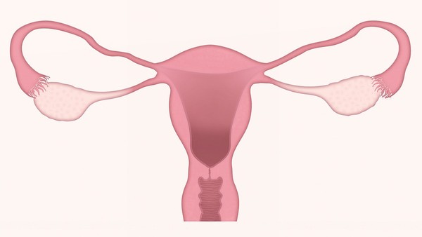 ▲▼子宮,子宮頸,月經。（圖／翻攝自pixabay）
