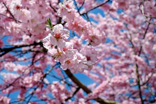 ▲▼櫻花,賞花,日本,旅遊。（圖／翻攝自pixabay）