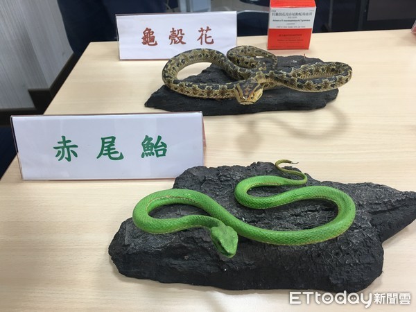 台灣六大毒蛇。（圖／記者嚴云岑攝）