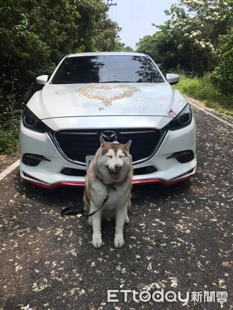 ▲▼35公斤哈士奇被誤認為大隻雪納瑞。(圖/網友蔡玉秋授權提供) 牽35公斤毛孩逛夜市...路人驚喊「哇!大隻雪納瑞」 媽當場笑翻