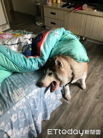 ▲▼35公斤哈士奇被誤認為大隻雪納瑞。(圖/網友蔡玉秋授權提供) 牽35公斤毛孩逛夜市...路人驚喊「哇!大隻雪納瑞」 媽當場笑翻