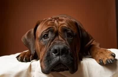 我家小狗的眼睛最近总是睁不开,而且总是泪汪