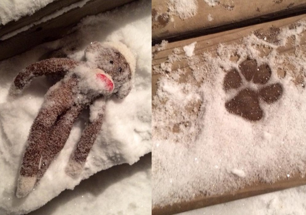 是誰把絨布猴子遺留在零下10度的雪中?(圖/翻攝自祥子()推特/下同) 國際中心/綜合報導 是誰?一隻模樣楚楚可憐的絨布猴子被丟在零下10度的大雪中,正當主人懷疑到底是哪位「兇手」如此大膽時,意外在「案發現場」發現清晰又可愛的腳印。原來,是他們家愛玩的柴犬,即使外頭冰天雪地,依然阻止不了它想要到院子奔跑的興致。 這隻柴犬名叫「Maru」,在日本可是小有人氣的狗明星,主人更不時在推特(Twitter)上發表它的生活照片。冬天到來後不只氣溫低,日本許多地方更下起大雪,但這都無法阻止Maru離