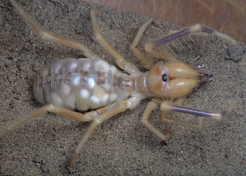 半蛇半蛛!直击蛛尾拟角蝰的诈欺狩猎 | 键盘大柠