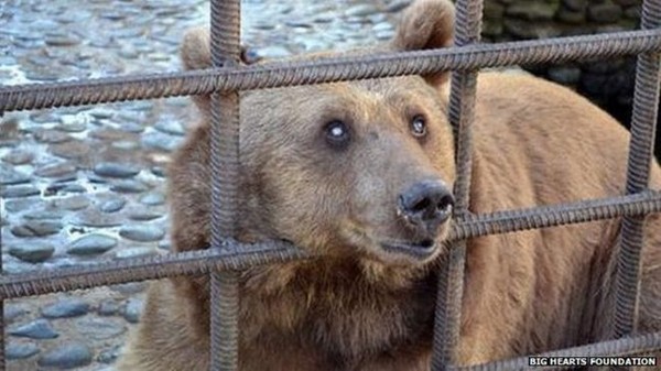 俄罗斯养熊新消息评论