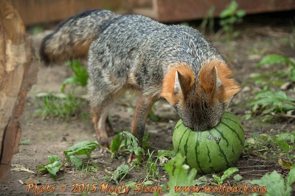 趴」(watermelon party),让园区所照顾的狼,狐狸,野牛等动物消消暑