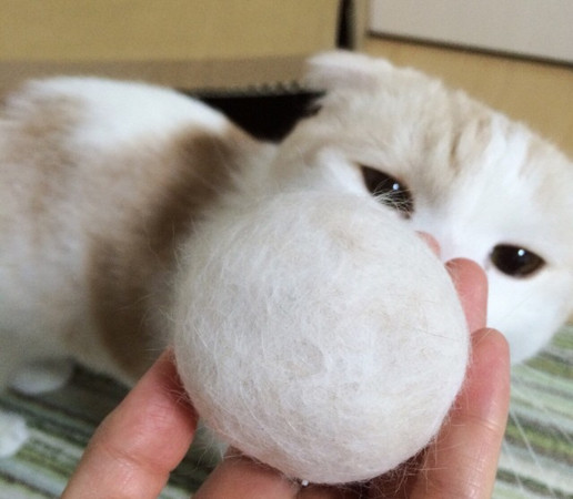 喵盯「大白毛球」一脸懵 主:别怀疑,这些都是你