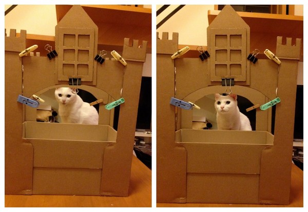 猫奴提前捡纸箱 花3天亲手盖城堡当礼物