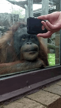 猩猩从手机萤幕看到同伴 拿小毯子隔玻璃亲亲 凝视!