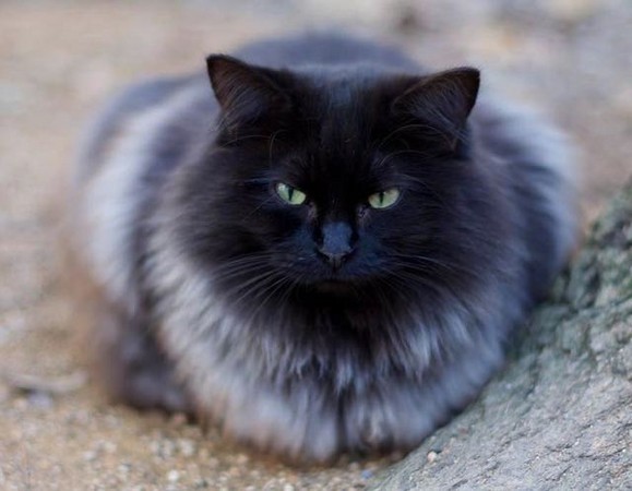 响应圣诞节的概念!优雅黑猫长白毛 变身「雪之皇后」