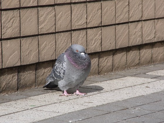 自己就是羽绒外套!日本鸽鸽的冬季御寒术