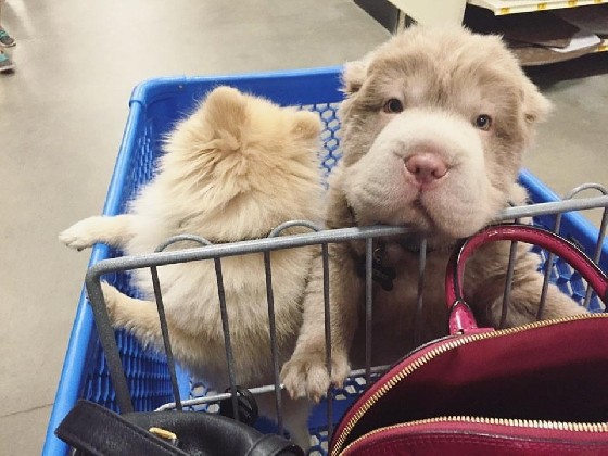 我是沙皮不是熊!超像绒毛玩偶的呆萌tonkey