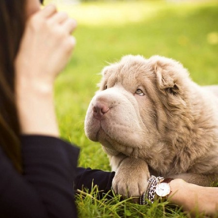 我是沙皮不是熊!超像绒毛玩偶的呆萌tonkey