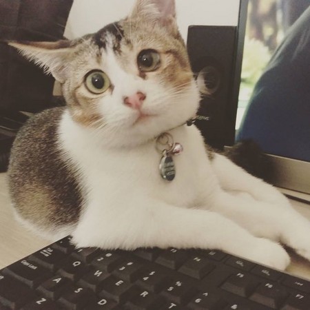 「猪鼻喵」眼睛被黏到张不开 因为爱让它看见幸福的样子