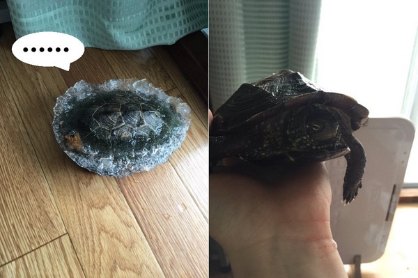 虽然结冰了,这只乌龟最后也「复活」罗!