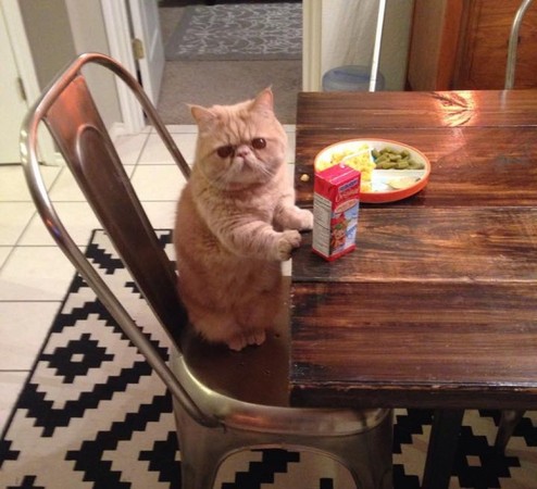 加菲猫吃东西图片