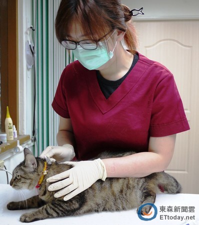 蚊子一咬就可能染心丝虫!猫薄荷、左手香天然