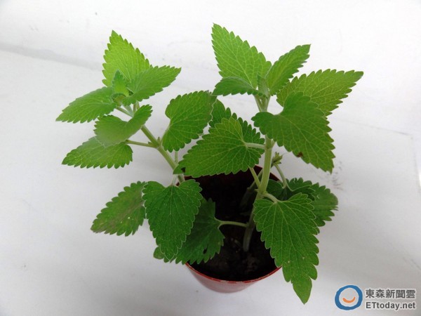 蚊子一咬就可能染心丝虫!猫薄荷、左手香天然